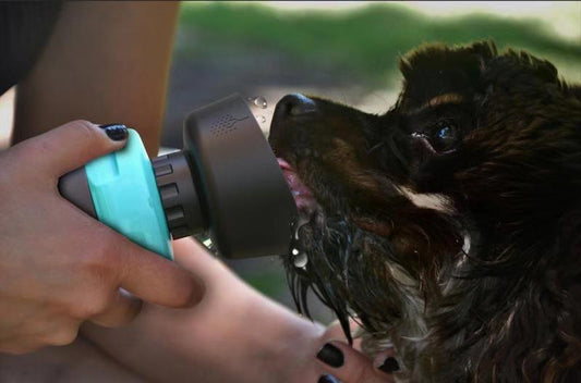 Portable Pup Cup